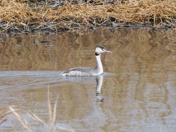 Great Crested Grebe 霞ヶ浦 Sat, 2/17/2024