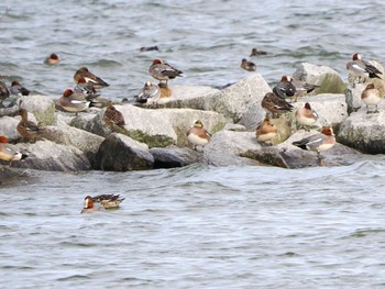 American Wigeon 霞ヶ浦 Sat, 2/17/2024