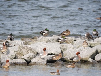 Falcated Duck 霞ヶ浦 Sat, 2/17/2024