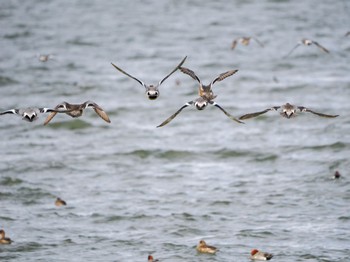 Eurasian Wigeon 霞ヶ浦 Sat, 2/17/2024