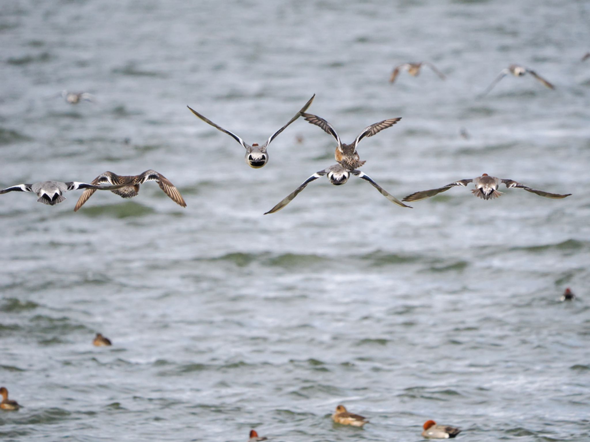 Eurasian Wigeon