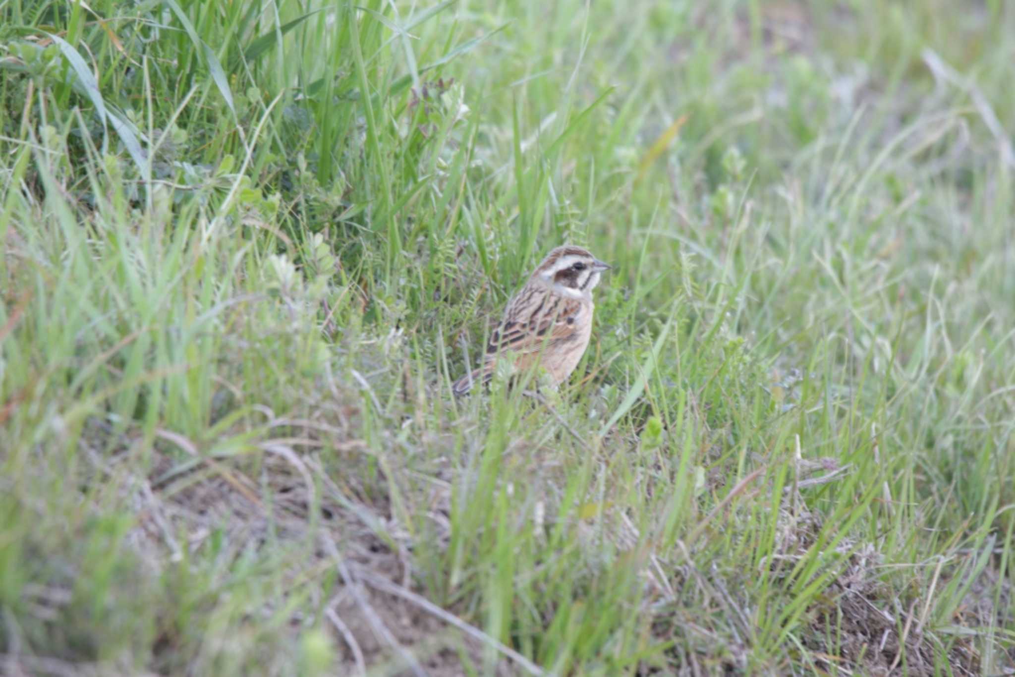 Photo of Meadow Bunting at 芥川 by KAZUSAN