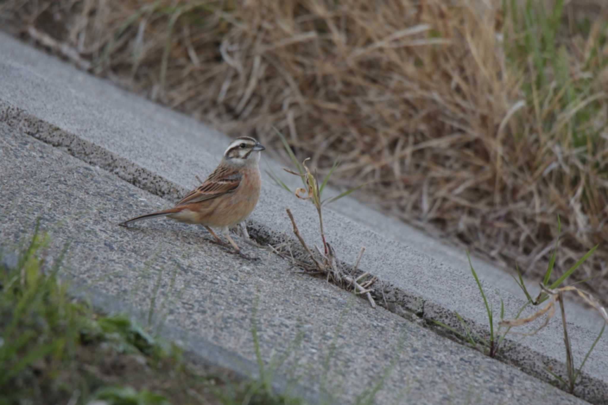 Photo of Meadow Bunting at 芥川 by KAZUSAN