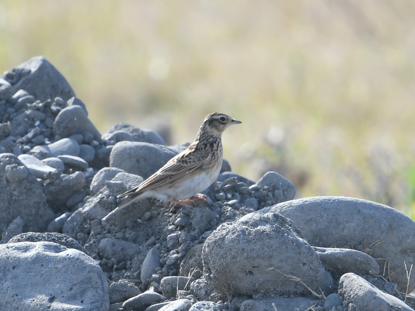 Eurasian Skylark