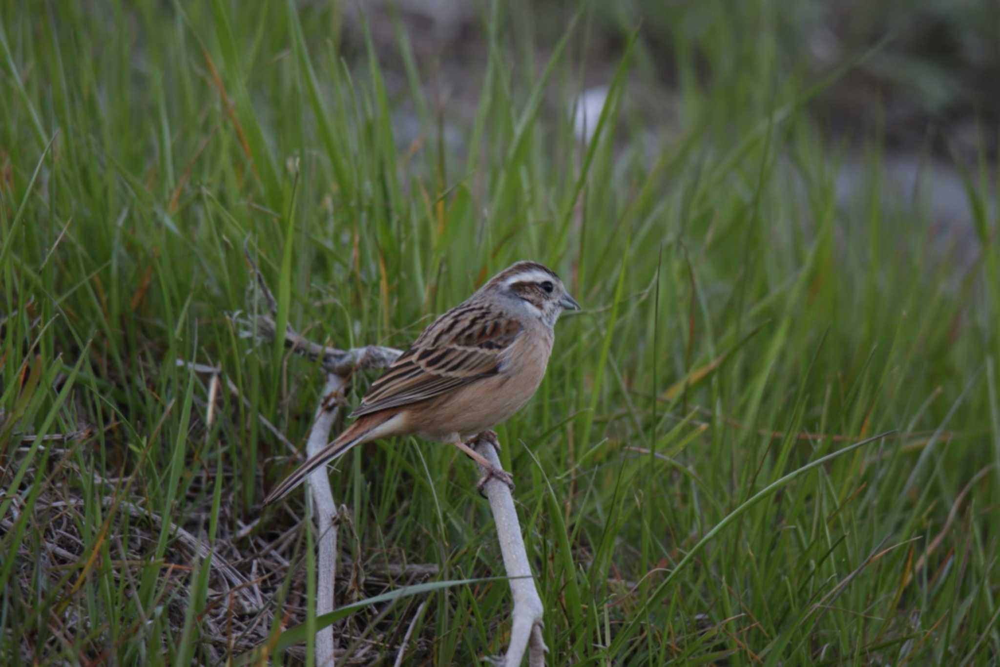 Photo of Meadow Bunting at 芥川 by KAZUSAN