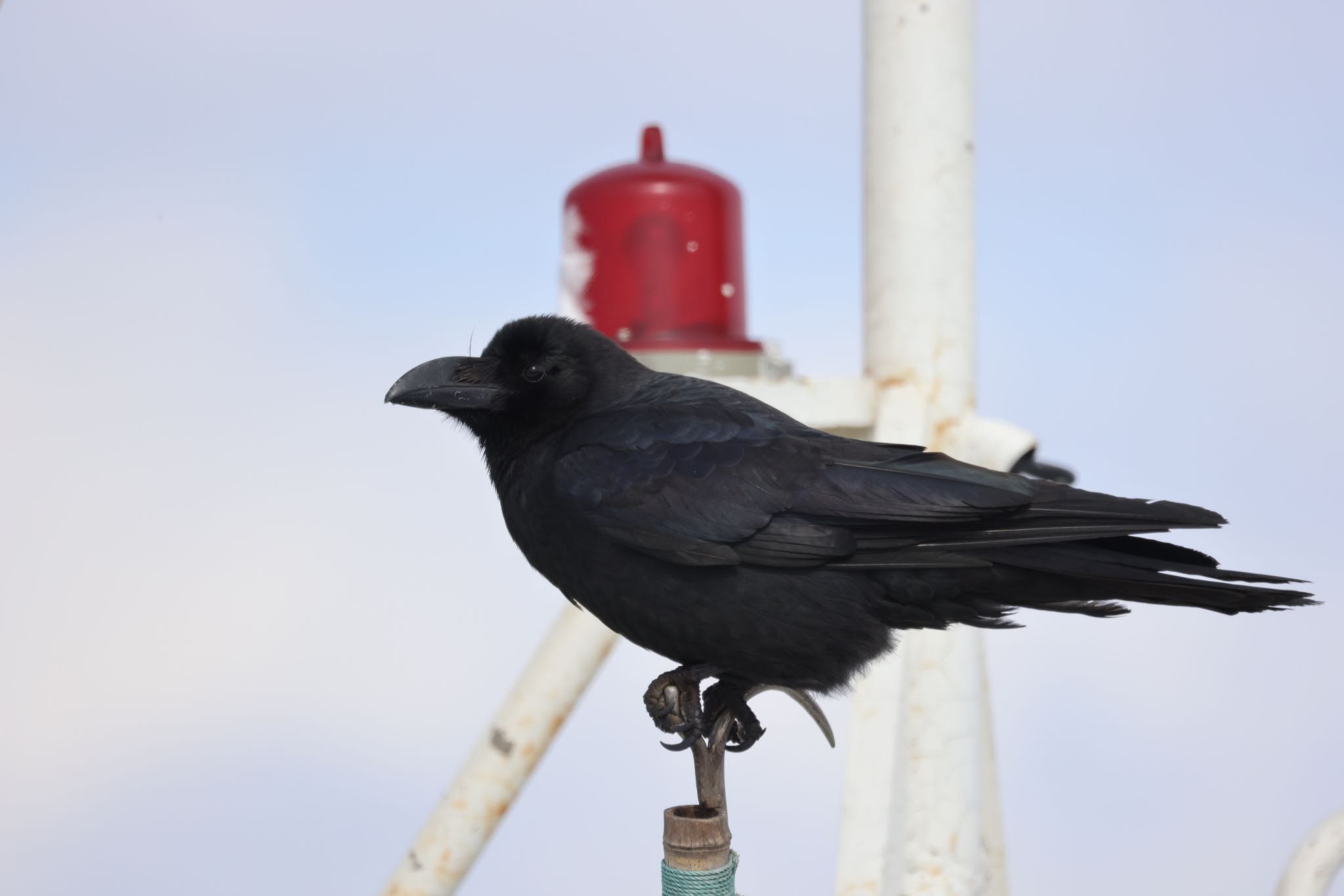 Photo of Large-billed Crow at 石狩東埠頭 by will 73