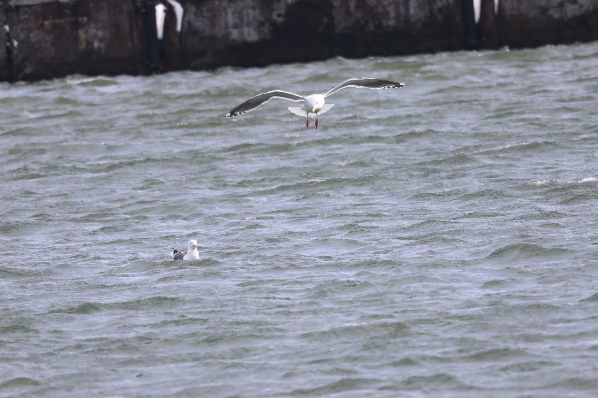 Slaty-backed Gull