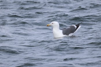 Tue, 3/5/2024 Birding report at 石狩東埠頭