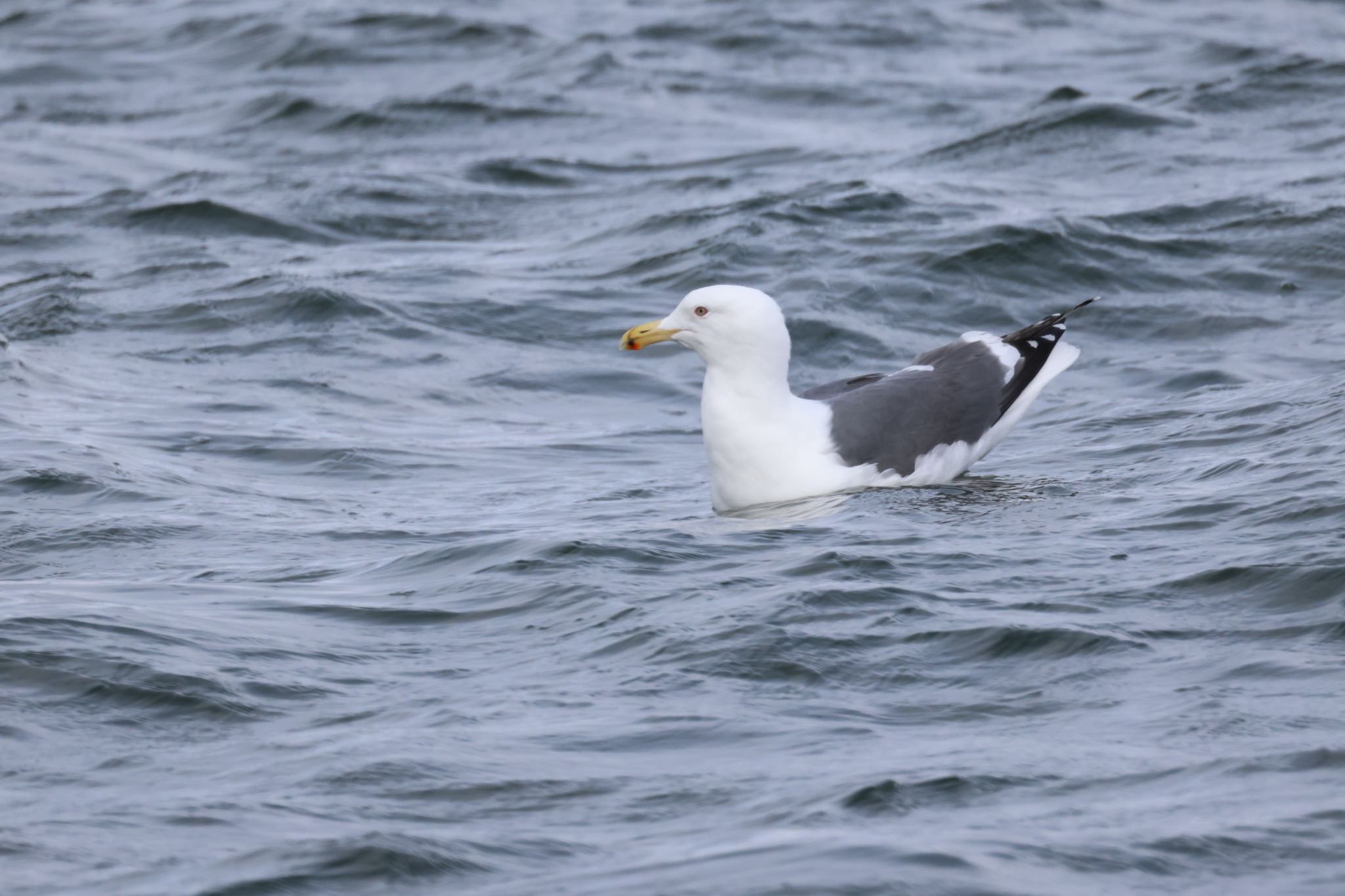 Photo of Slaty-backed Gull at 石狩東埠頭 by will 73