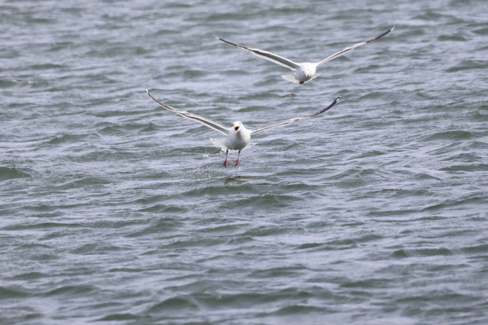 Photo of Vega Gull at 石狩東埠頭 by will 73