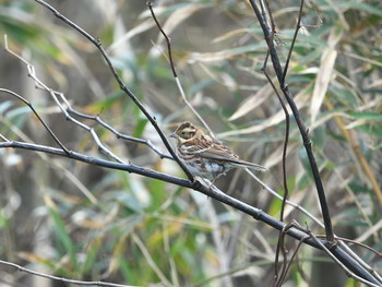 2018年11月16日(金) 舳倉島の野鳥観察記録