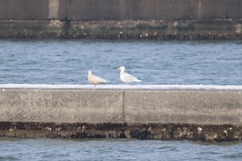 未同定 場所が不明 2024年2月14日(水)