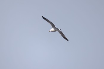 2024年2月14日(水) 石狩東埠頭の野鳥観察記録