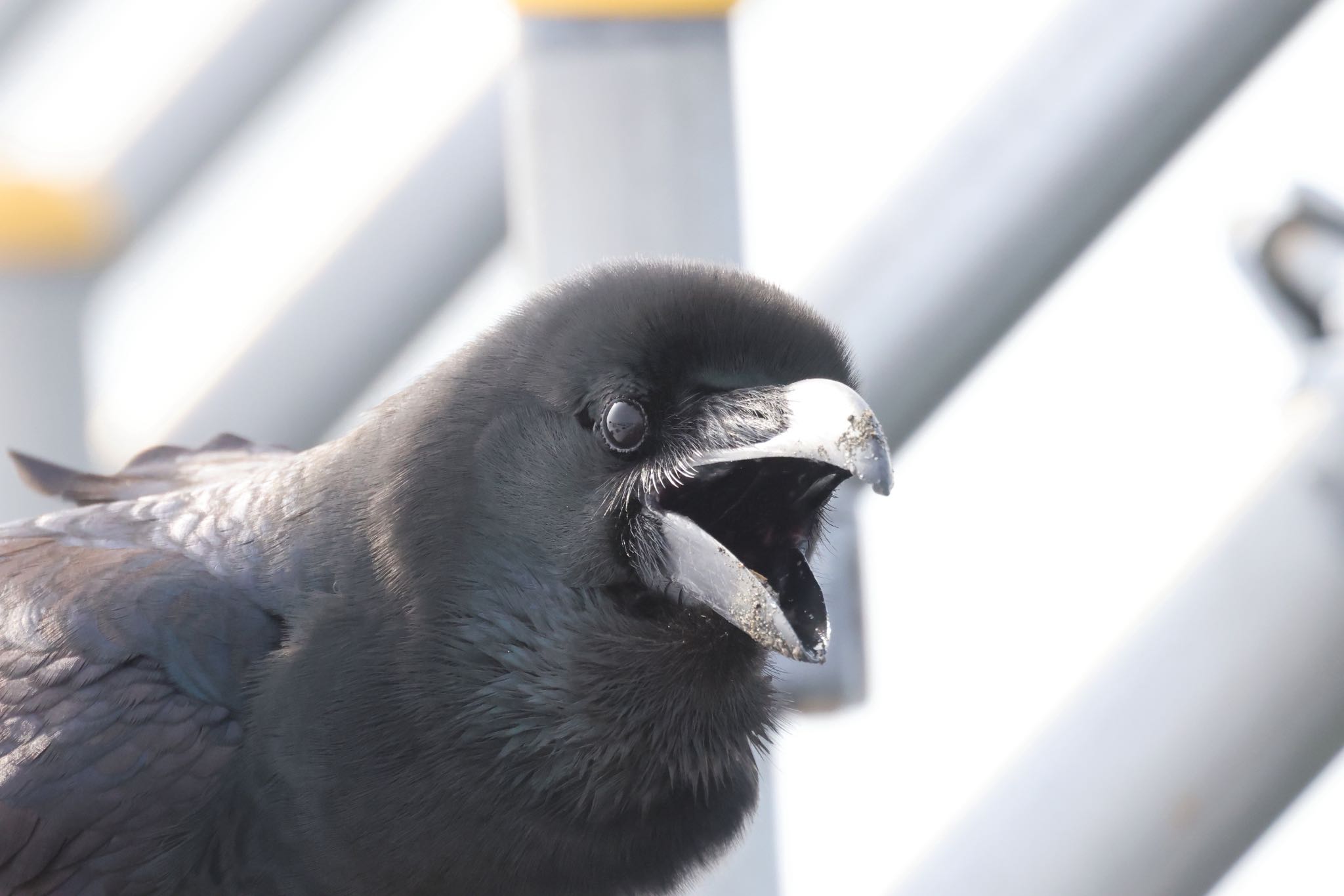 Photo of Large-billed Crow at 石狩東埠頭 by will 73