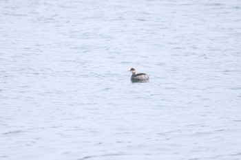 ハジロカイツブリ 石狩東埠頭 2024年2月14日(水)