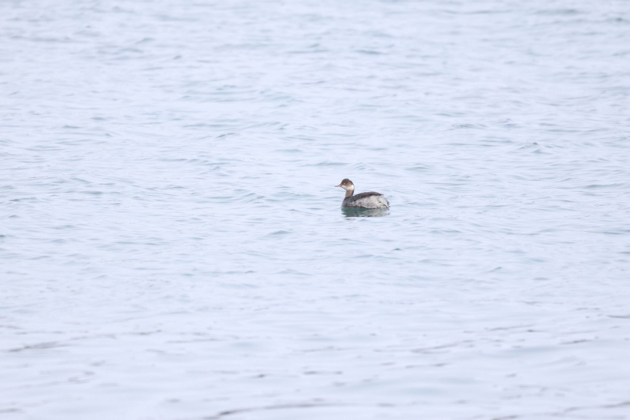 Black-necked Grebe