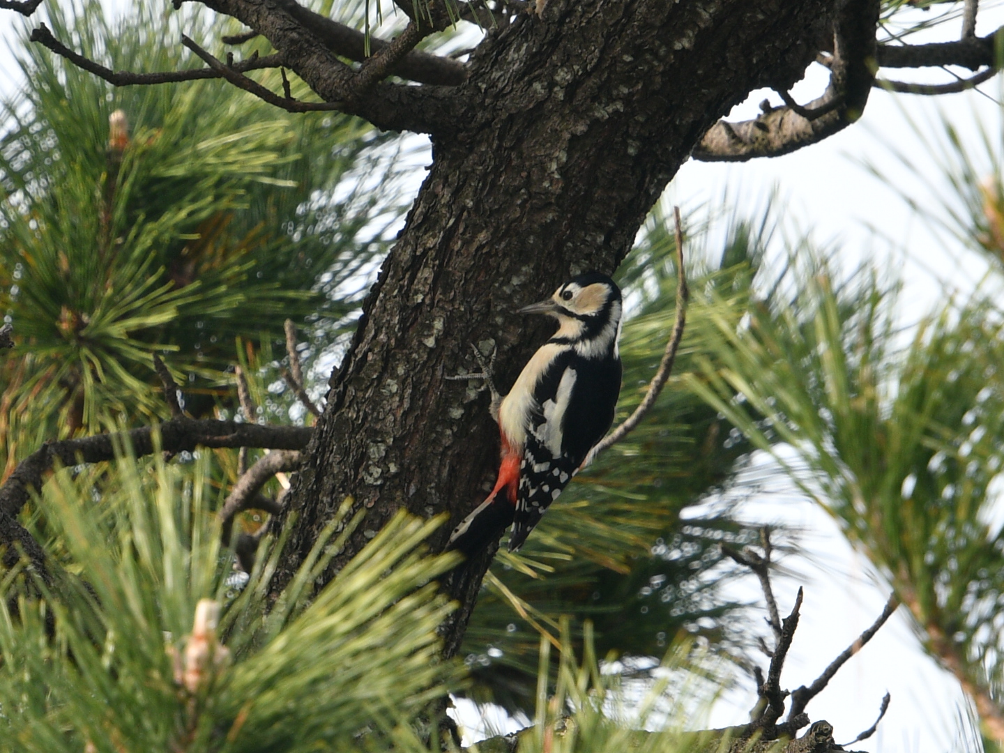 Great Spotted Woodpecker