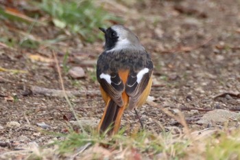 Daurian Redstart Koyaike Park Sat, 2/17/2024