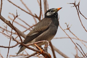 White-cheeked Starling Koyaike Park Sat, 2/17/2024