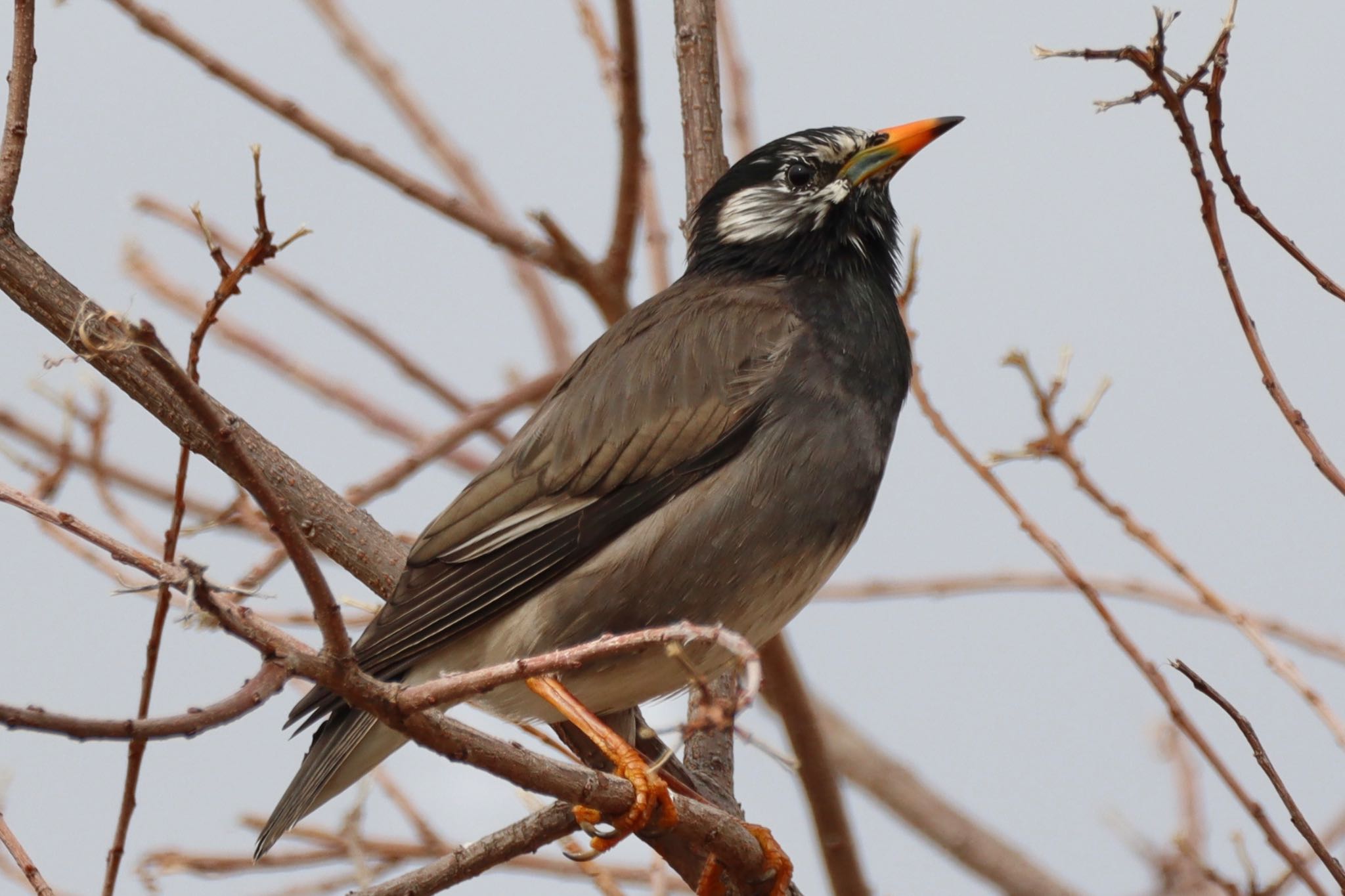 Photo of White-cheeked Starling at Koyaike Park by Tak_O