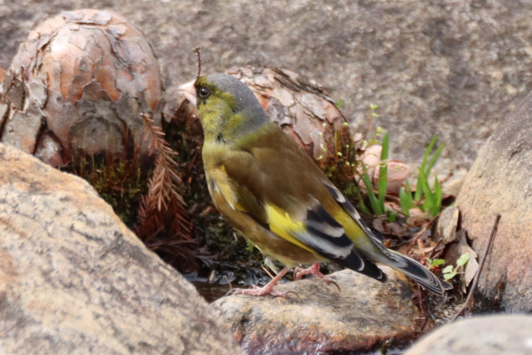 Photo of Grey-capped Greenfinch at Koyaike Park by Tak_O