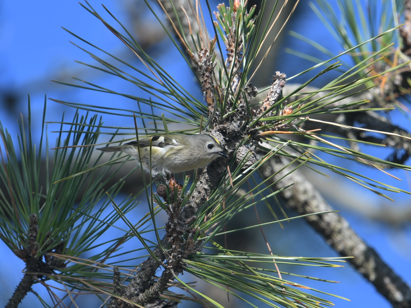 Photo of Goldcrest at Hegura Island by Yuki86