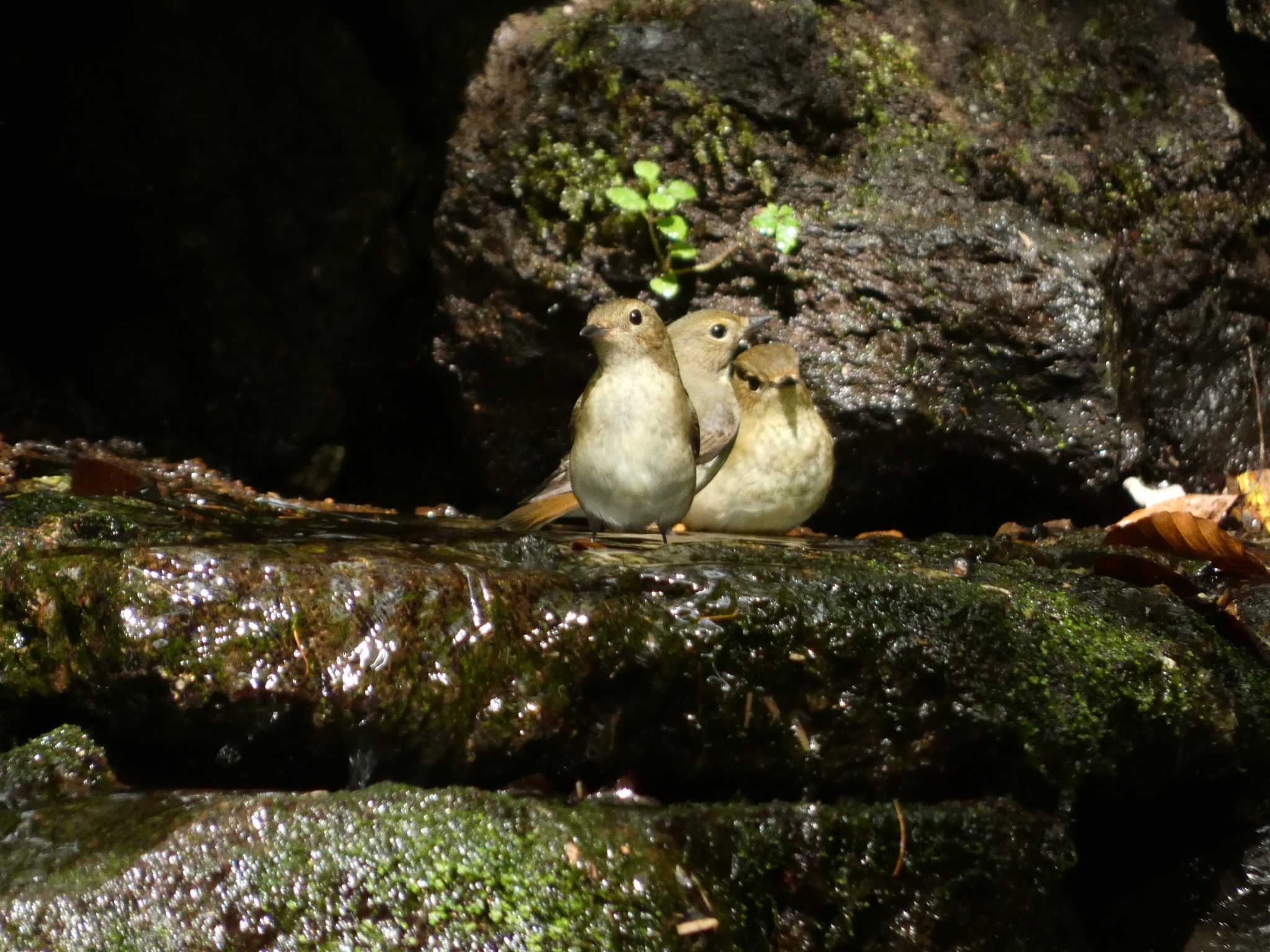 大洞の水場 オオルリの写真 by koshi