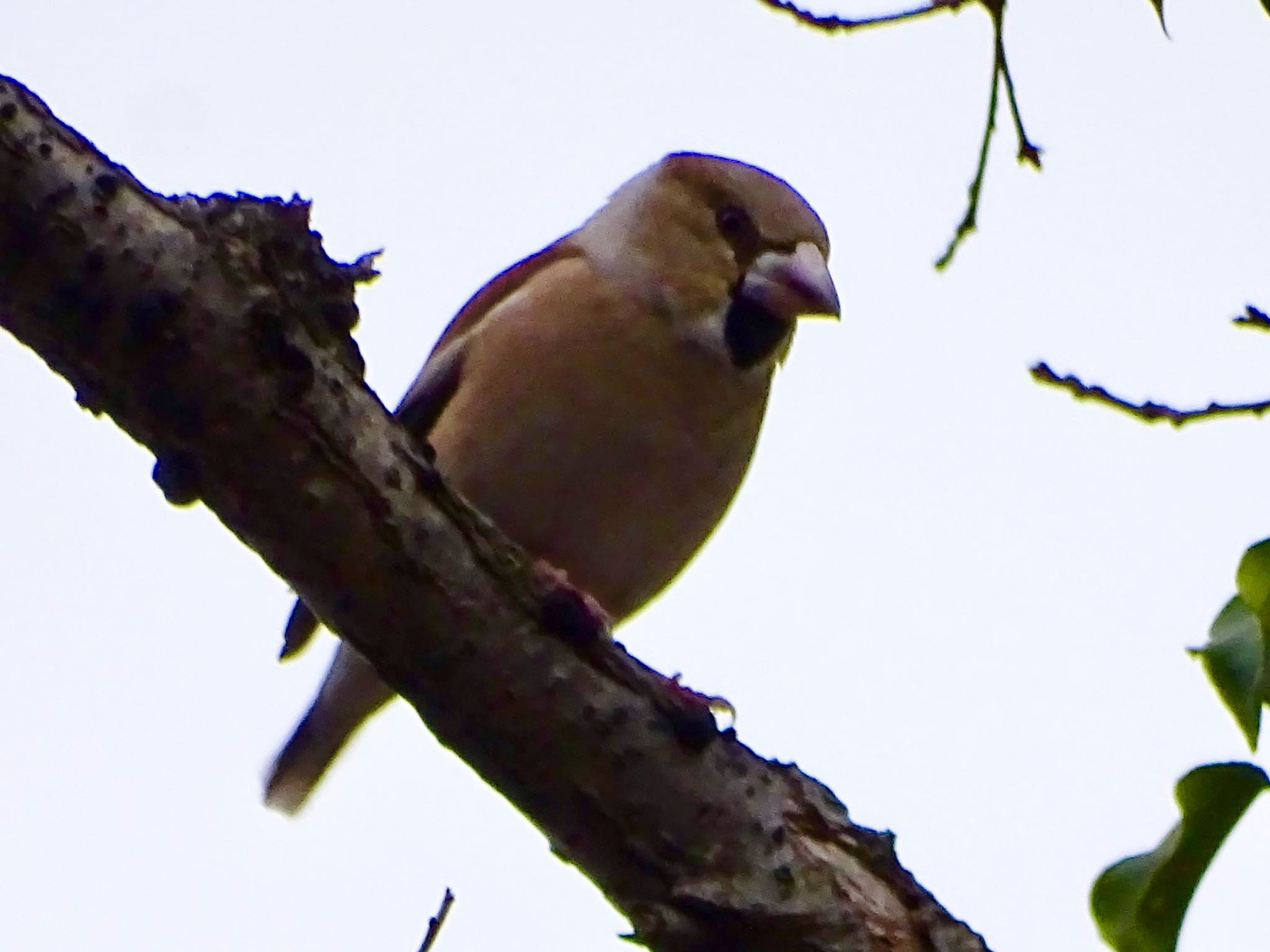 Hawfinch