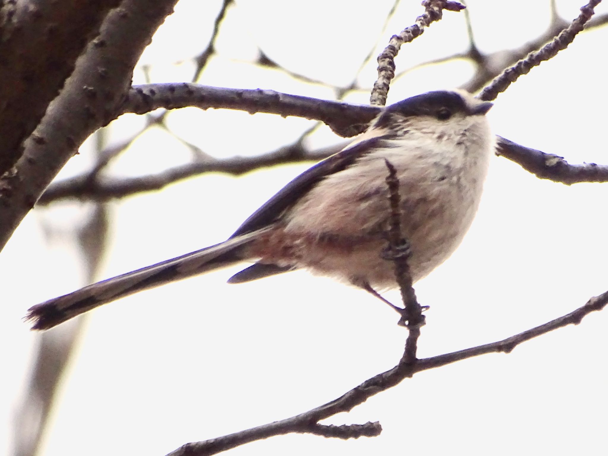 Long-tailed Tit