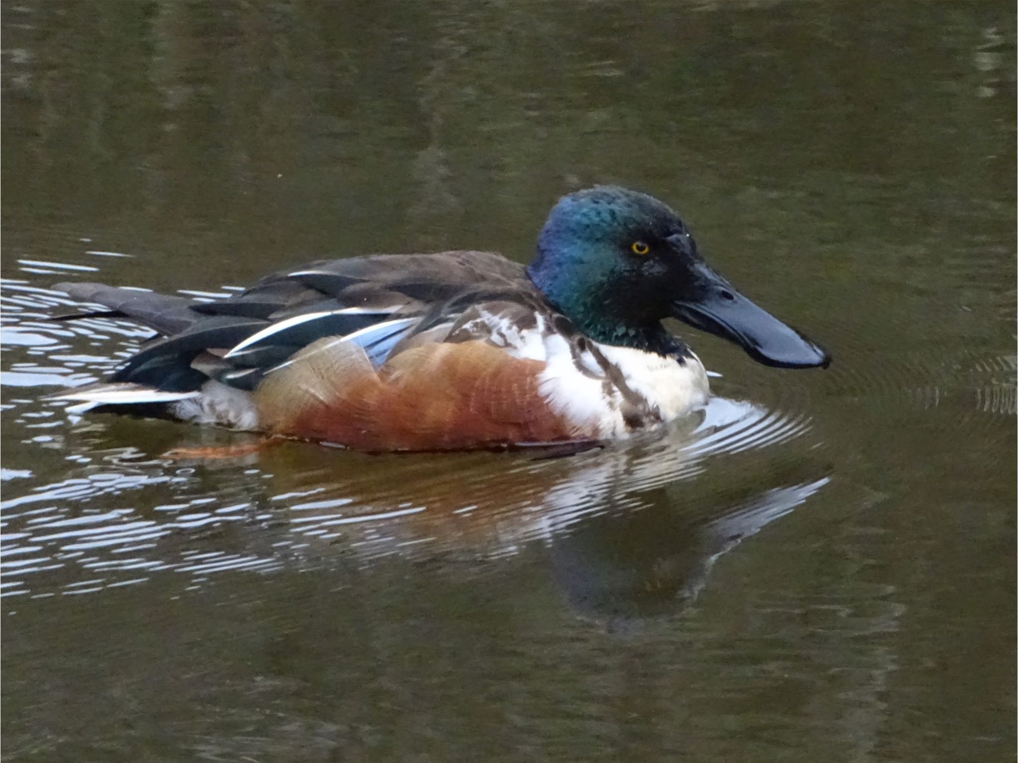 Photo of Northern Shoveler at Maioka Park by KAWASEMIぴー