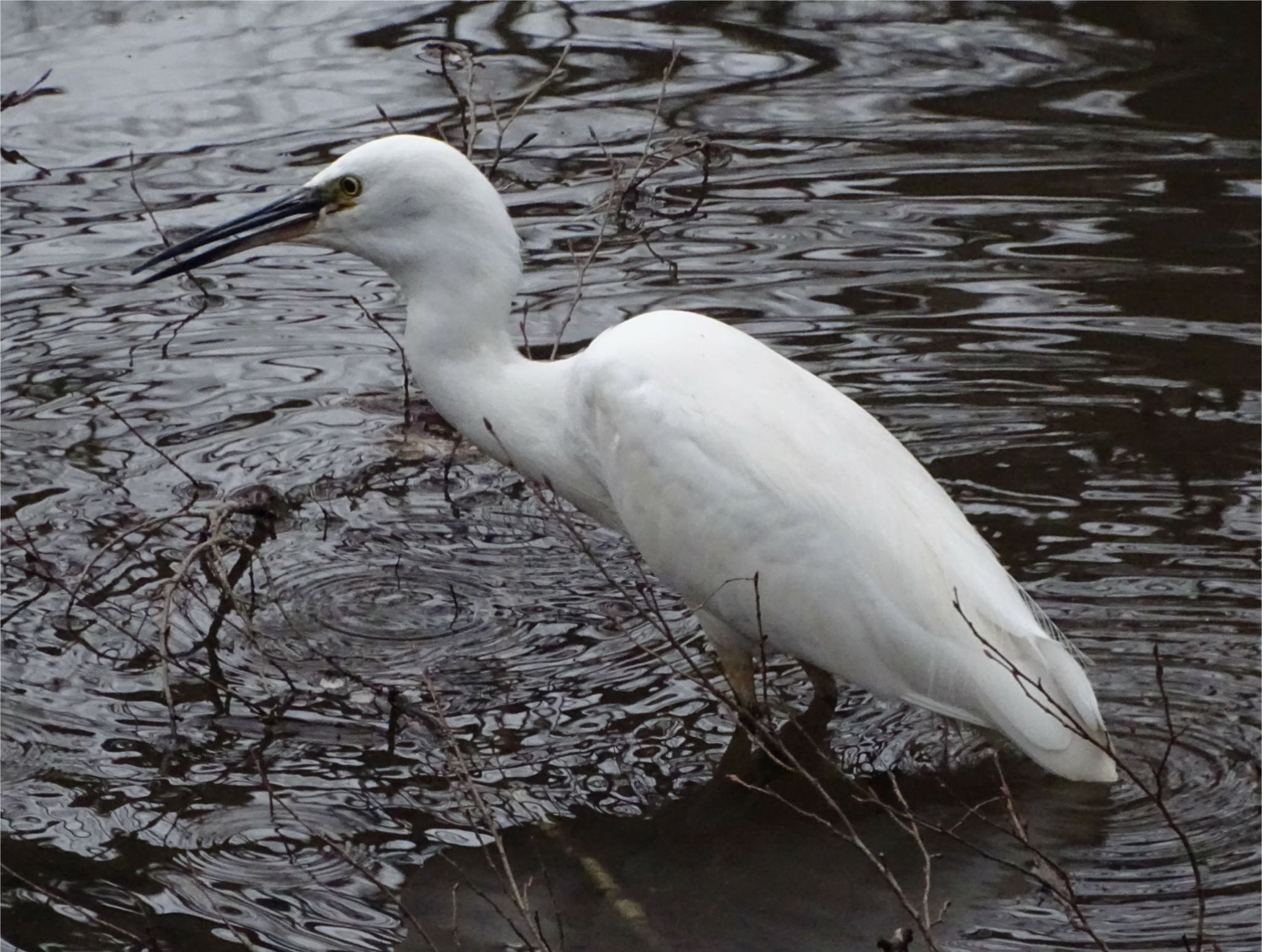 Little Egret