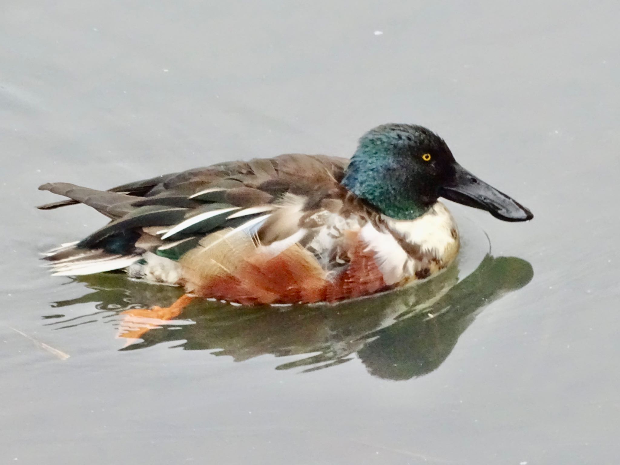 Northern Shoveler