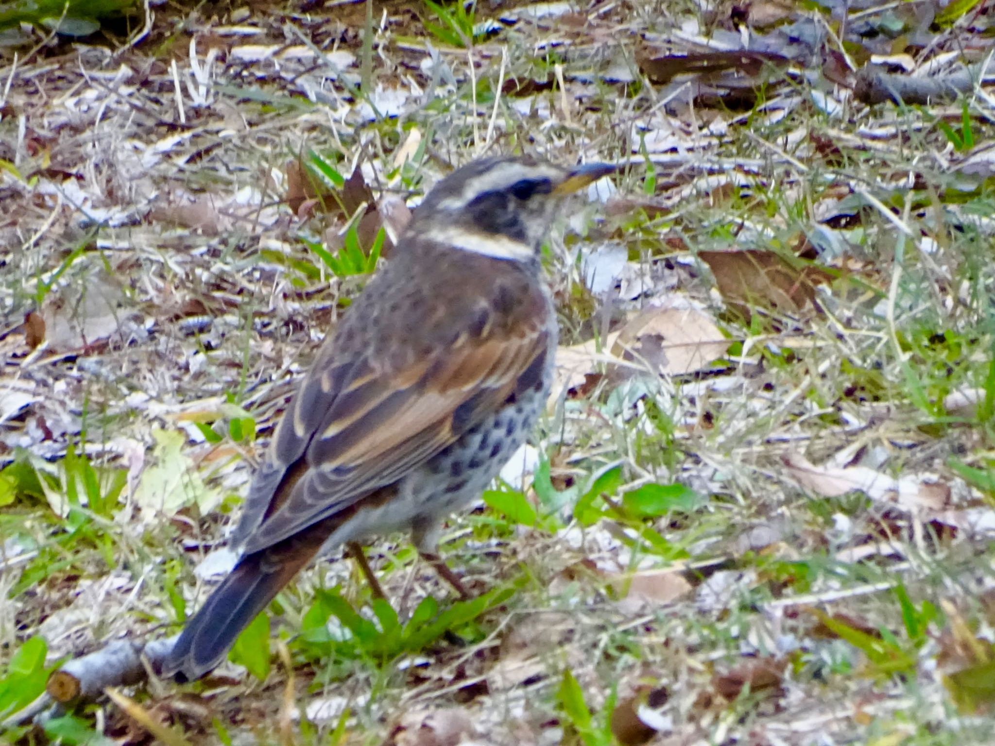 Dusky Thrush