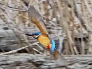 2024年3月5日(火) 舞岡公園の野鳥観察記録