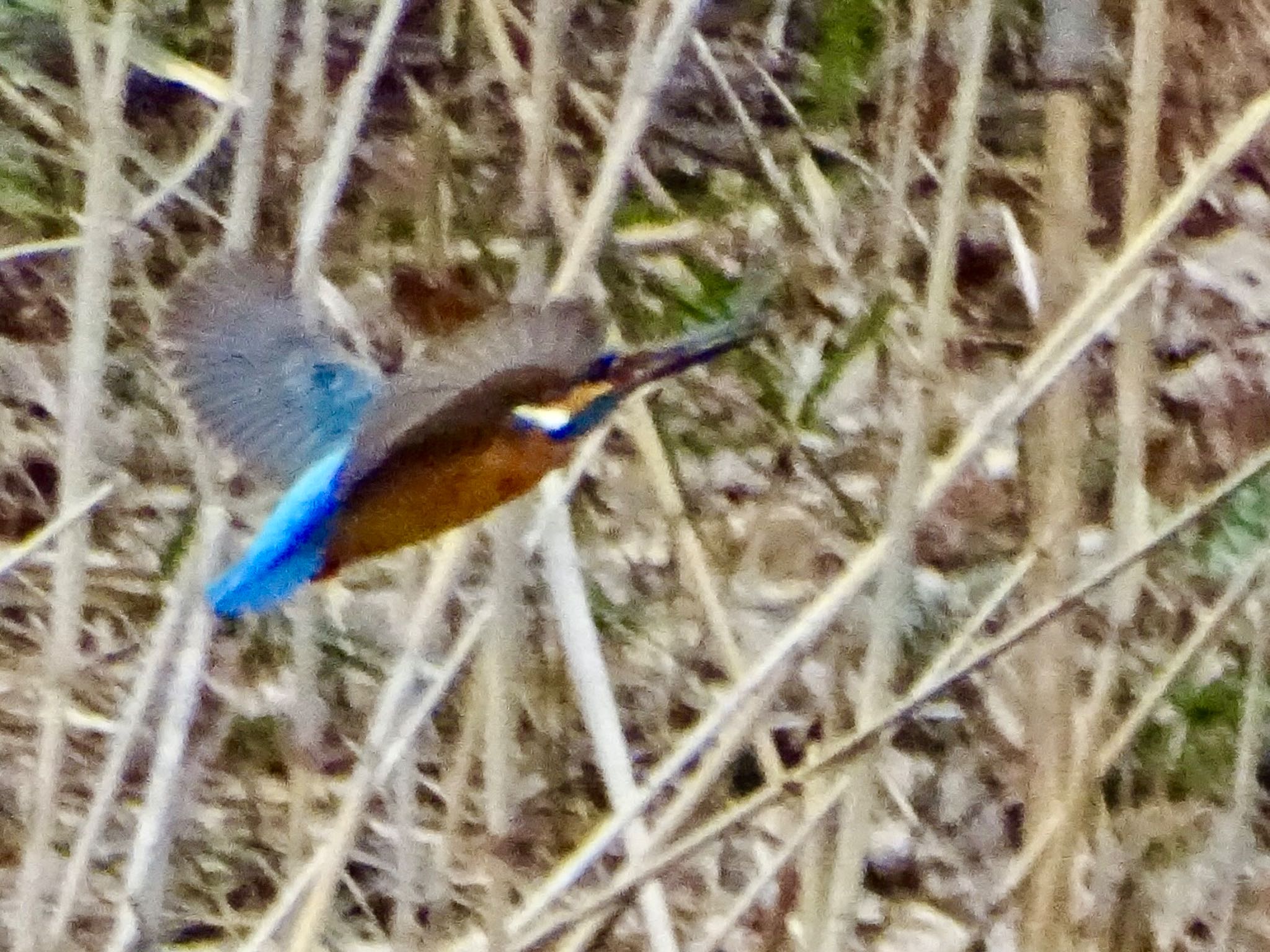 Common Kingfisher