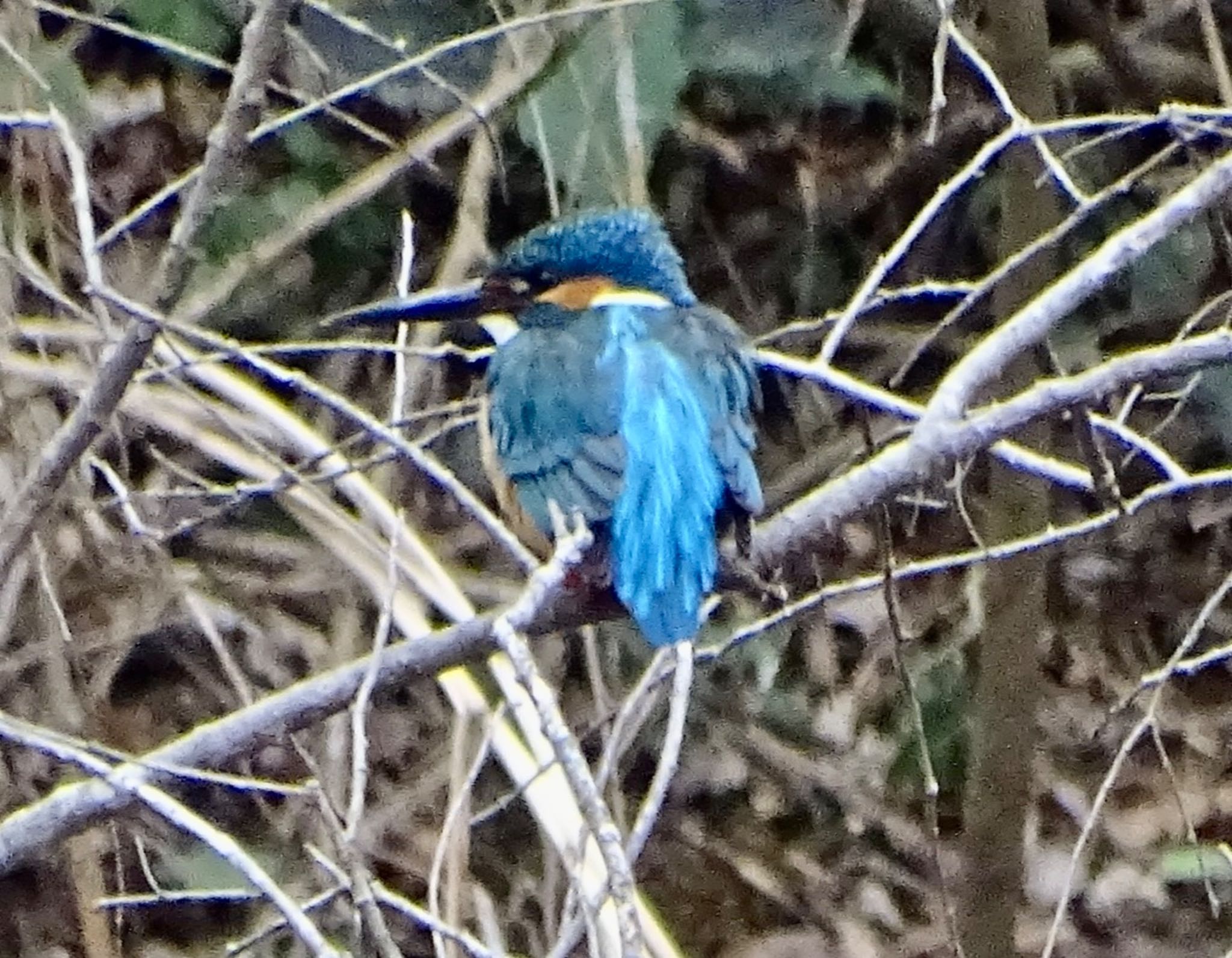 舞岡公園 カワセミの写真 by KAWASEMIぴー