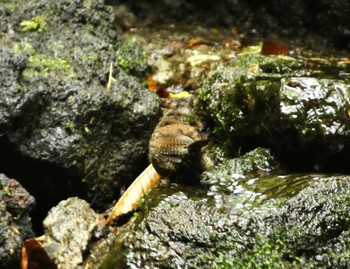 ミソサザイ 大洞の水場 2023年10月1日(日)