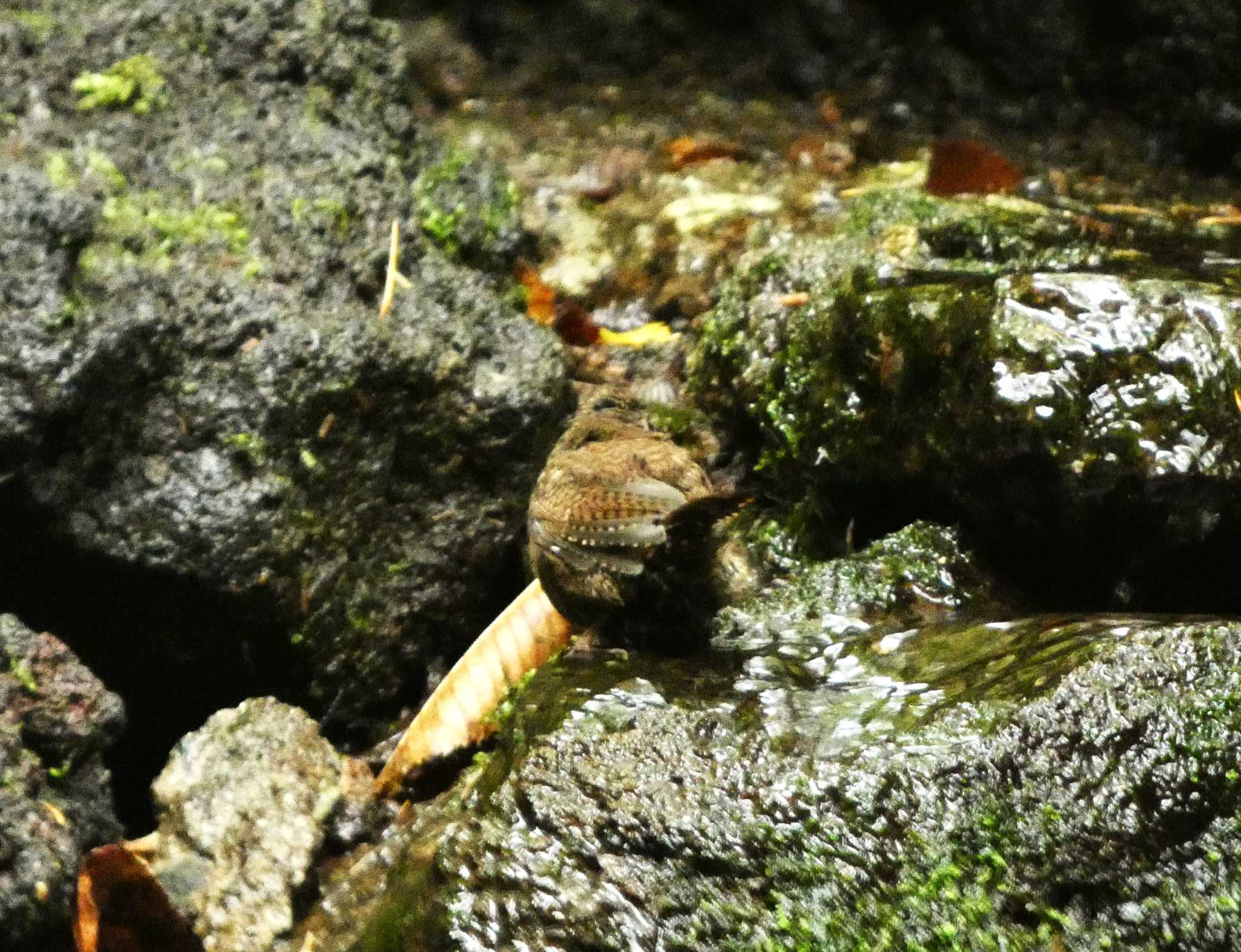 大洞の水場 ミソサザイの写真 by koshi