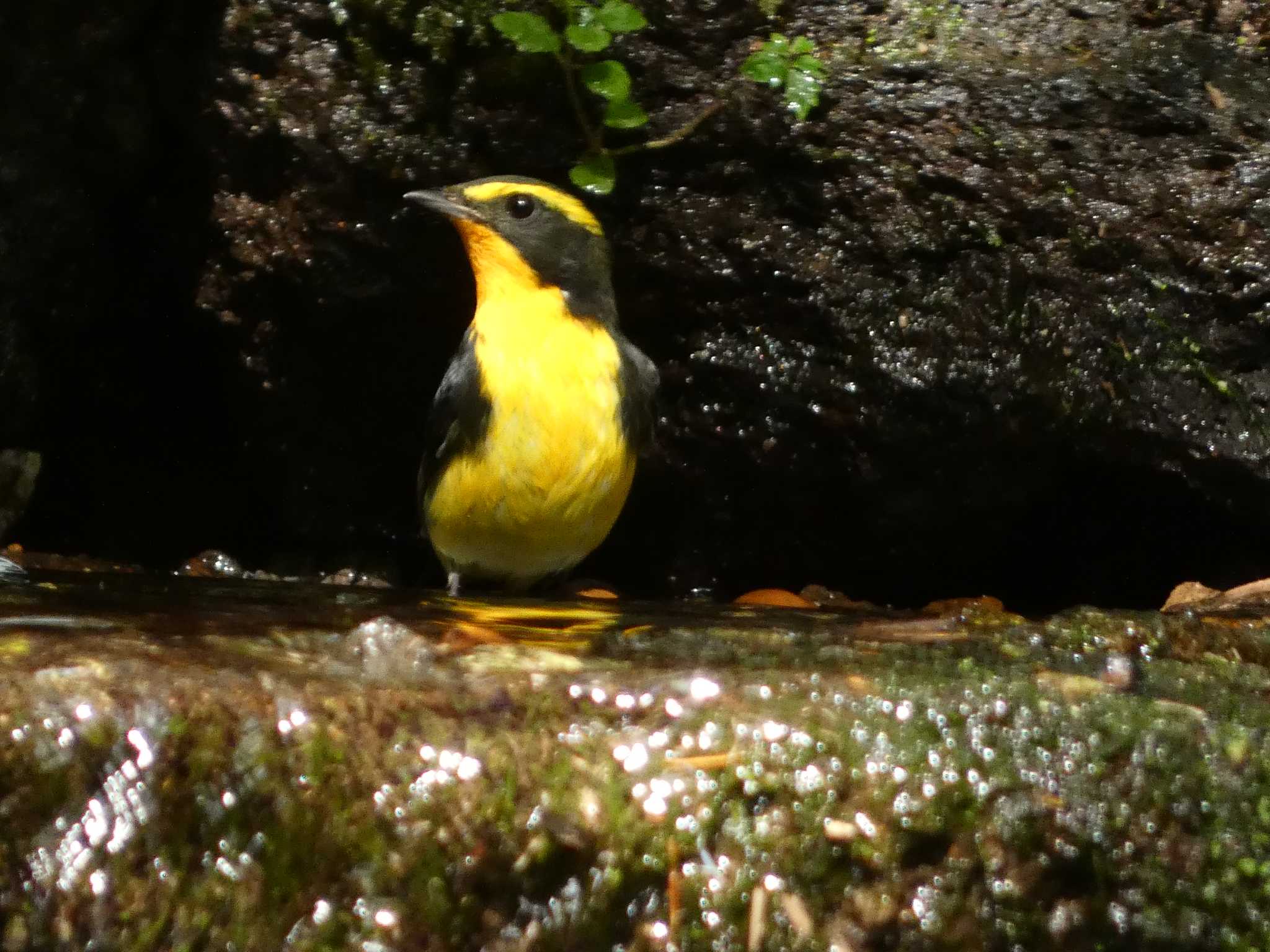 大洞の水場 キビタキの写真 by koshi