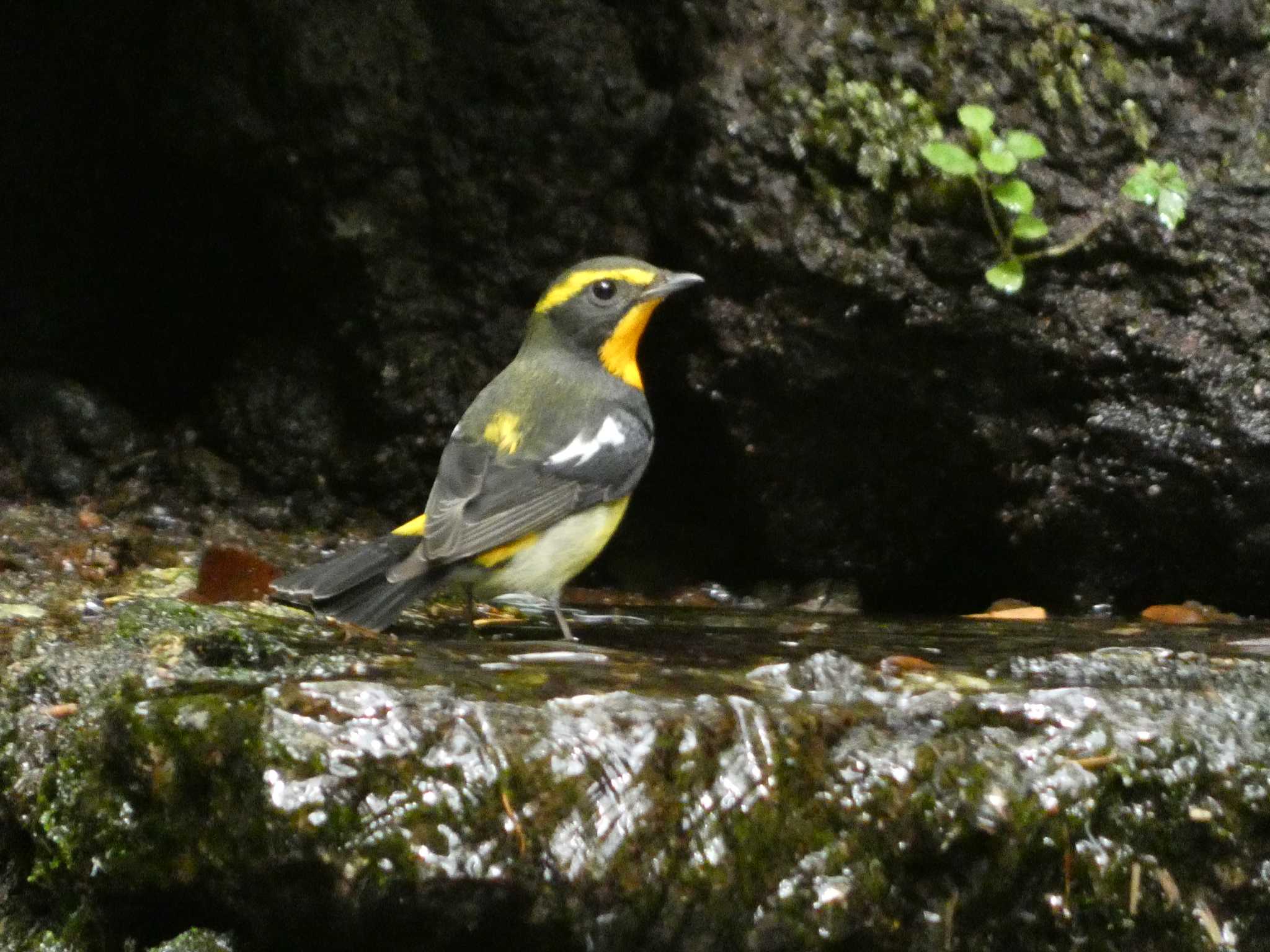 大洞の水場 キビタキの写真 by koshi