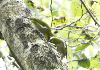 Sun, 10/1/2023 Birding report at 大洞の水場