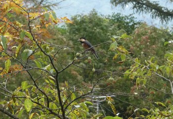 Sun, 10/1/2023 Birding report at 山中湖文学の森