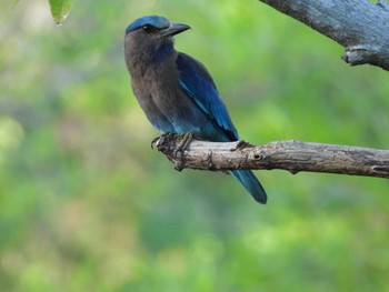 インドブッポウソウ タイ サムイ島 2024年3月5日(火)