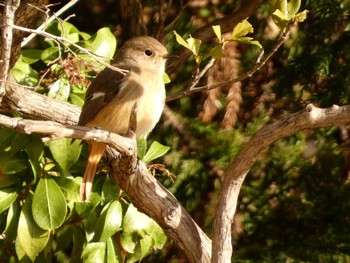 2024年3月2日(土) ビオトピアの野鳥観察記録