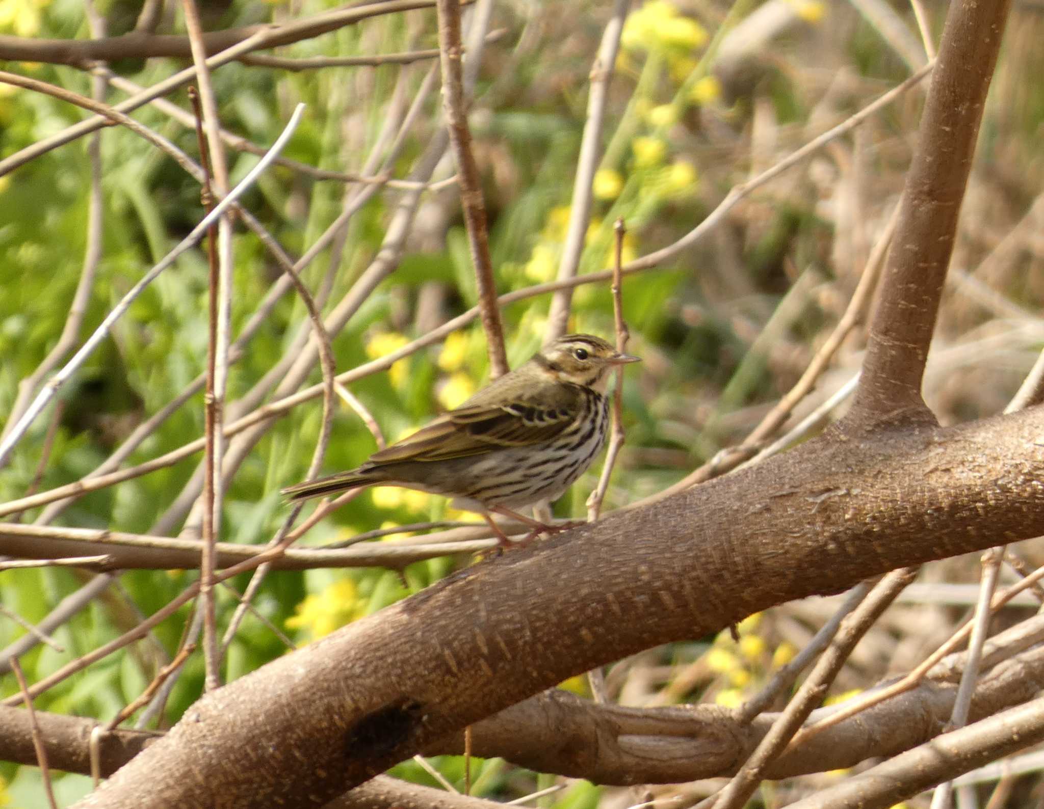 Olive-backed Pipit