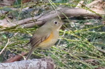 ルリビタキ 秋ヶ瀬公園(野鳥の森) 2024年3月2日(土)