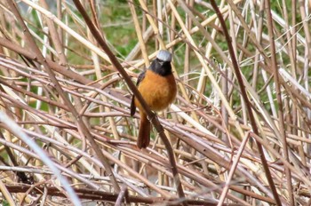 Daurian Redstart 秋ヶ瀬公園(野鳥の森) Sat, 3/2/2024