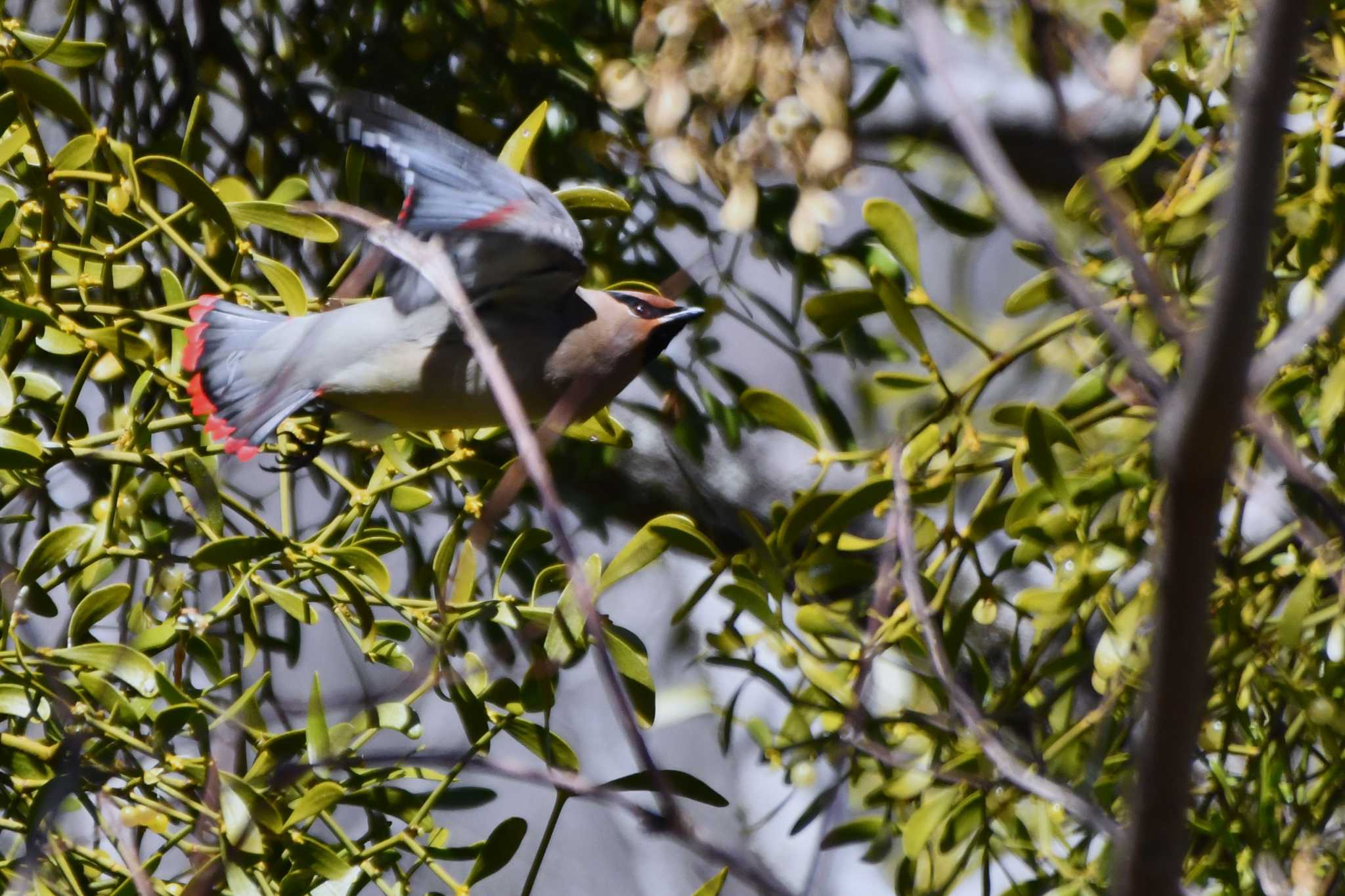 Photo of Japanese Waxwing at Akigase Park by geto