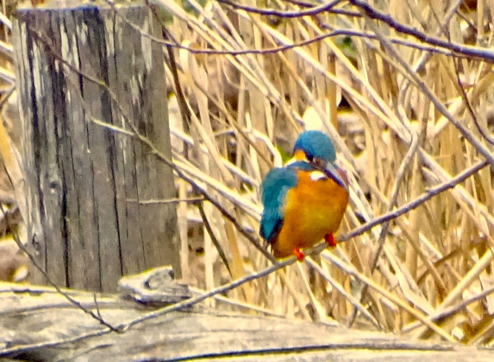 舞岡公園 カワセミの写真 by KAWASEMIぴー