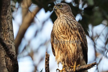 Eurasian Goshawk 東京都多摩地域 Tue, 2/20/2024